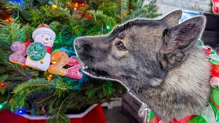 My Huskies Picked Our Christmas Tree 🎄 2022 [upl. by Oicaroh81]