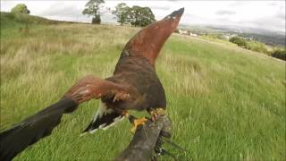 My Harris Hawk [upl. by Suollecram]