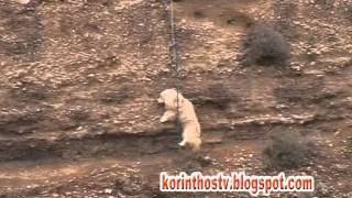 Rescue dog Isthmo in Corinth Greece [upl. by Anawek381]