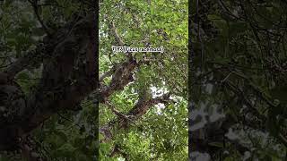 गूलर Ficus racemosafig gk plantas agriculture youtubeshorts channel viralshorts [upl. by Ennaillek918]