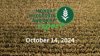 Monday Mycotoxin and Crop Report for October 14 2024 [upl. by Atile542]