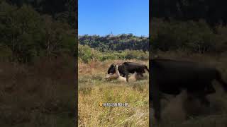 Lions hunt wildebeests Lions hunt wildebeests Amazing animals are here Animal World Highlights o [upl. by Tillion]