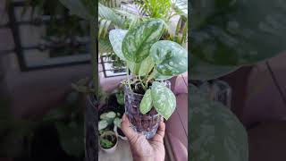 Satinpothos plant☘️ indoorjungle plantstyling indoorplantsdecor shorts ‎ rachitapatra4731 [upl. by Dionis223]