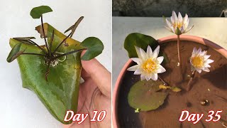 How to grow mini water lilies from leaves  how to propagate mini water lilies from leaves [upl. by Nim]