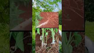 మిరప లో మొక్కలు చనిపోతున్నాయ “Excess fertilizers can cause plants to die”Fost rootex  yk laborat [upl. by Gilligan953]