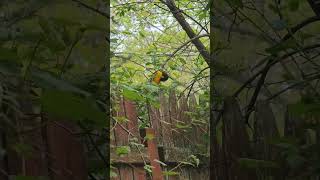 a male Baltimore Oriole call [upl. by Stevy]