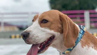 Angry Beagle Dog Barking  Beagle Barking Oh [upl. by Hali176]