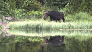 The Wolves and Moose of Isle Royale [upl. by Beverly761]