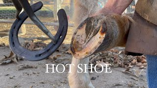 Hot Shoeing Horse [upl. by Liakim404]