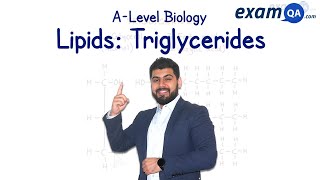 Lipids Triglycerides  ALevel Biology [upl. by Loma462]