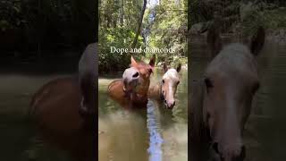 They’re Divine 🤩 horse equestrian roadto500subs [upl. by Crin]