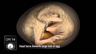 Chicken Embryo Development [upl. by Schoenfelder239]