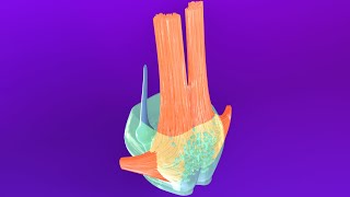 3D Pons Embryology Metencephalon  Rhombencephalon Embryology Part 3  Neuroembryology Part 6 [upl. by Friede]