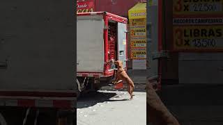 Stray dog attempts to steal meat from open truck in Bogotá [upl. by Einneb]