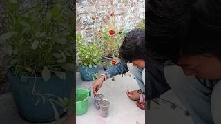 How To Grow Gaillardia Foam Seeds With UpdatesGaillardia flower 🌼🌹🌹🌹gardening shorts viral [upl. by Jochbed228]