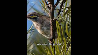 Discover the Yellow Faced Honeyeater Australias Early Riser [upl. by Nnyla]