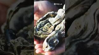 CURIOSIDADES sobre las OSTRAS curiosidades wildlife animals animalshorts  curiosos scientist [upl. by Miculek]