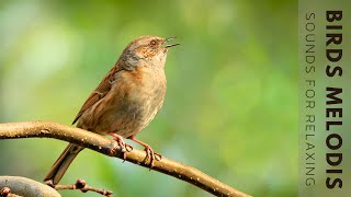 Beautiful Birdsong  Relaxing Bird Singing Nature Sounds Dispels Fatigue And Reduces Stress [upl. by Nylimaj1]