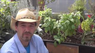 Growing Sweet Basil Ocimum Basilicum [upl. by Otecina907]