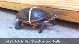 Skateboarding turtle [upl. by Assinna]