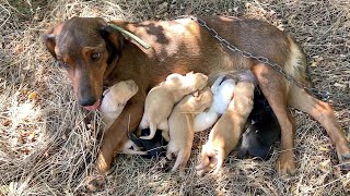 Mama dog chained and abandoned with newborn puppies [upl. by Vanessa18]