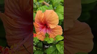 Variegated Orange Hibiscus Nature’s Stunning Surprise  Taped 360 shorts hibiscus [upl. by Tubb]