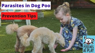 How to Treat Parasites in Dog Poop Expert Treatment Advice [upl. by Eidak318]