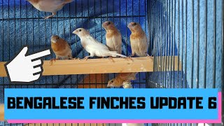 Bengalese Finches Update 6 [upl. by Idonna350]