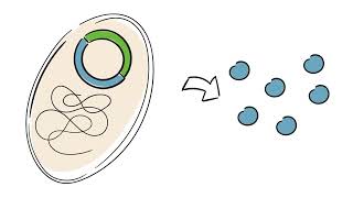 Gentechnik in der Medizin Sichere Insulinherstellung [upl. by Landy]