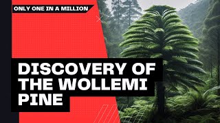 The Remarkable Discovery of the Wollemi Pine A Living Fossil Revealed [upl. by Yblek]