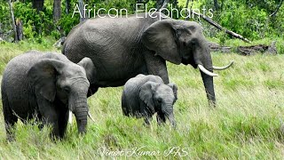 African Elephants Loxodonta africana and Loxodonta cyclotis 🐘 Africa Tour Vineet Kumar IFS [upl. by Notsirhc]