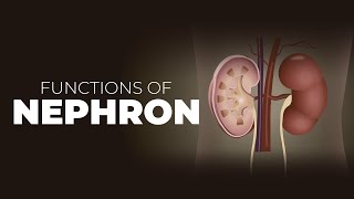 What are Nephrons  Nephron Structure and Functions  Functions of Nephron [upl. by Nylrad]