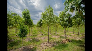 Agarwood Tree Plantation in Thailand [upl. by Murdock]