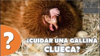 ¿Como cuidar una gallina clueca Consejos HD [upl. by Torie]