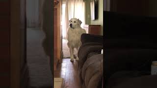 Great Pyrenees busted for barking [upl. by Ancel]