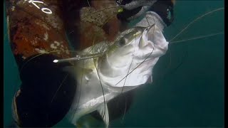 Shore Diving for Yellowtail  And Sheephead  OC Spearfishing [upl. by Enomys]