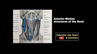 Anteromedian Structures of the Neck Anatomy mbbs education headandneckanatomy bds [upl. by Gamages281]