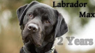 Labrador Retriever Max  2 Years [upl. by Horace]