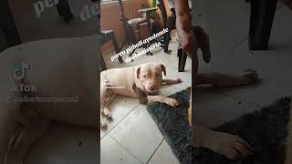 perro pitbull ayudante de ebanistería [upl. by Sundberg]