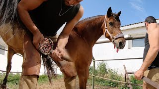 Hoof Rot Сleaning And Treatment Of The Horses Hoof [upl. by Mharg461]