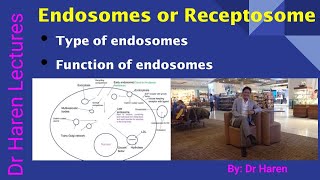 Endosomes or Receptosome [upl. by Michaud]