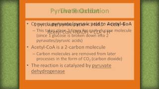 Oxidacion del Piruvato a Acetil CoA [upl. by Nadiya]