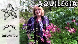 Aquilegia Care How to Grow Grannys Bonnet Columbines  4 of 30 my month of perennials [upl. by Adis]