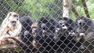 Howler Monkeys Howling Very Funny [upl. by Mattie]