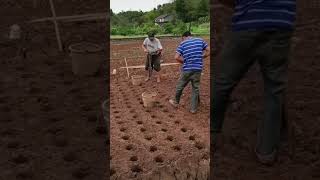 Simple tool digging holes quickly for planting [upl. by Yrrep514]