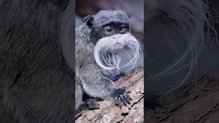 Great looking emperor tamarin with the mustache animals cuteanimals shorts emperortamarin [upl. by Anerbas470]