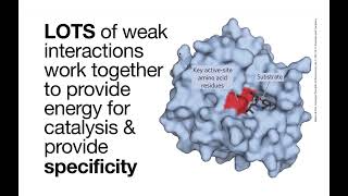 Enzymes  fundamentals of what they are how they catalyze reactions amp how to interpret diagrams [upl. by Inna]