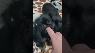 Brussels griffon puppies almost 8 weeks old [upl. by Yaron]