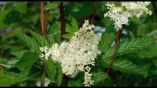 Herb of the Week Meadowsweet [upl. by Armando11]