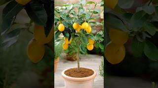 Simple way to Lemon Growing gardening shorts [upl. by Cheney569]